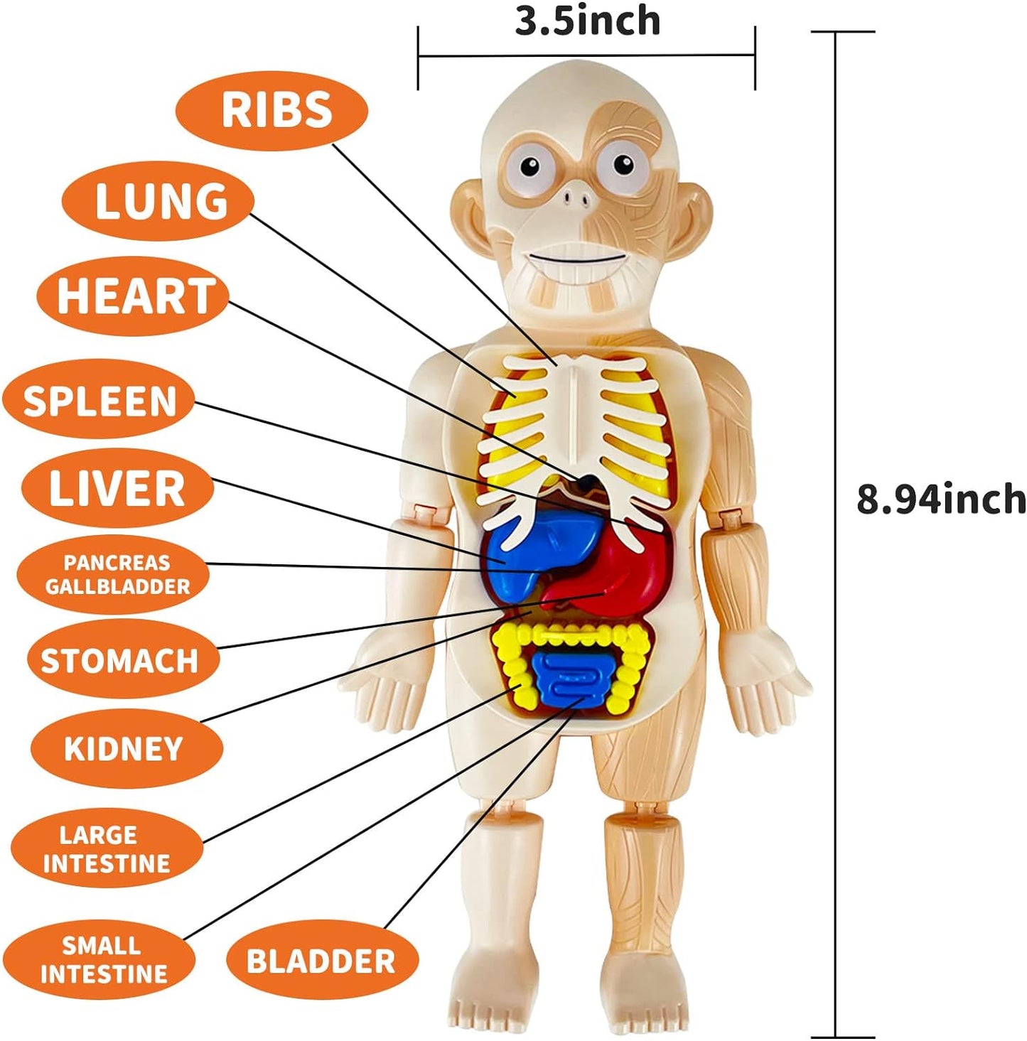 Kids Early Educational Learning Toys Human Organs Model